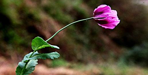 《鬼灭之刃：火之神血风谭》PS4、PS5版普通、豪华版港服现已开放预购